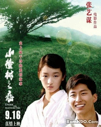 Chuyện Tình Cây Sơn Tra - Under The Hawthorn Tree