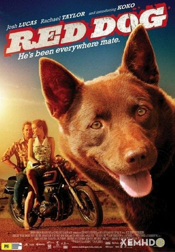 Chú Chó Trung Thành - Red Dog
